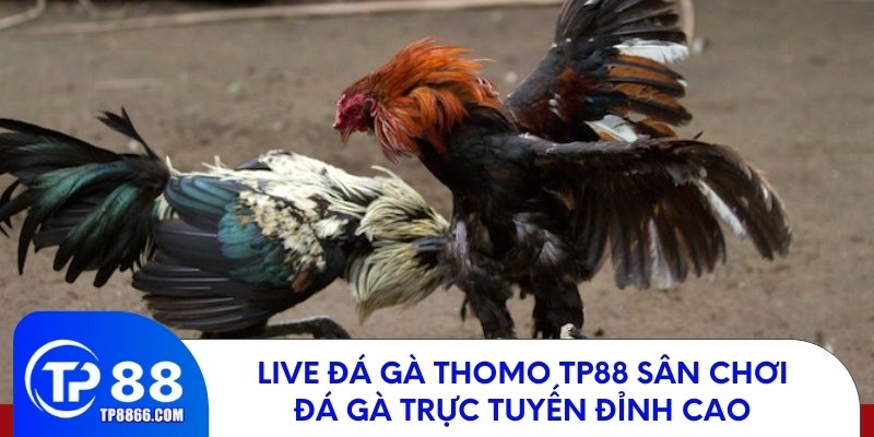 Live đá gà Thomo TP88 – Sân chơi đá gà trực tuyến hàng đầu